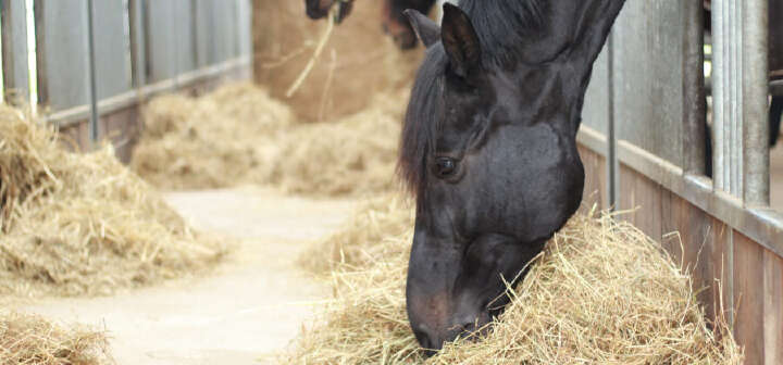 Pferd frisst Heu